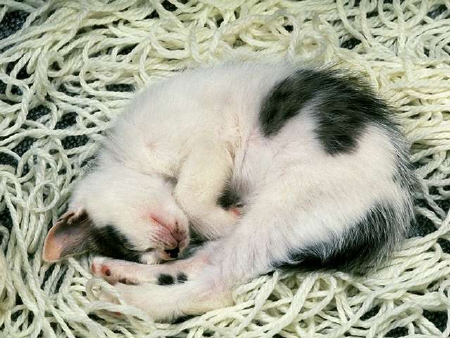 Kittens! - Kitty all curled up in a ball surrounded by a bunch of yarn. I think this cutie was having all to much fun playing around with the yarn & ended up making a mess in every direction. She became so tuckered out that I don't think she minded at all laying on the top of the yarn. She looks all to cute just sleeping there all curled up in a ball if you ask me! . .