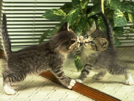Kittens! - Kitty all amazed at the reflection of herself looking back at her. That she can't stop tapping at the mirror.. I think she believes that the kitty looking back at her is another kitty, not herself. How adorable is this curious little kitty thinking she has another kitty friend playing along with her. I think this will keep her busy for hours on end if you ask me! . .