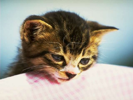 Kittens! - Adorable kitty looking over a picnic blanket! I love how cute she looks all peering over the blanket. Almost like she is being all curious yet wanting to be all cute all at the same time. I mean what owner of this kitty could resist that cute face peering over this picnic blanket?! . .