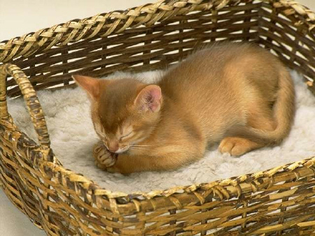 Kittens! - Kitty looking all to adorable just laying there in a basket. I love the cute little blanket she is laying on in her little basket. I can just hear her right now all sleeping soundly while purring because she is so content just laying there. Who could resist this cute sleeping kitty in a basket?! . .