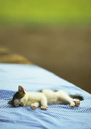 Kittens! - Kitten so tuckered out that instead of having a picnic with her friends she has fallen fast asleep. Seems she is soaking up the nice weather on this particular day by taking a quick nap! Looks like she is rather content sleeping where she is! How cute! . .