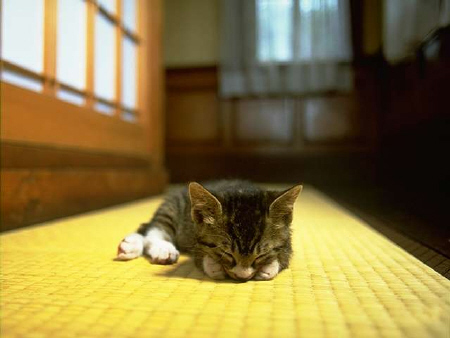 Kittens! - The most adorable kitty all fast asleep on the carpet. Look how cute she looks.. As she is sleeping she is resting her head on her paws. Can't get any cuter than this adorable kitty. I've never seen anything as cute as this.. I also love how her ears are all perked up in the air while she is sleeping! . .