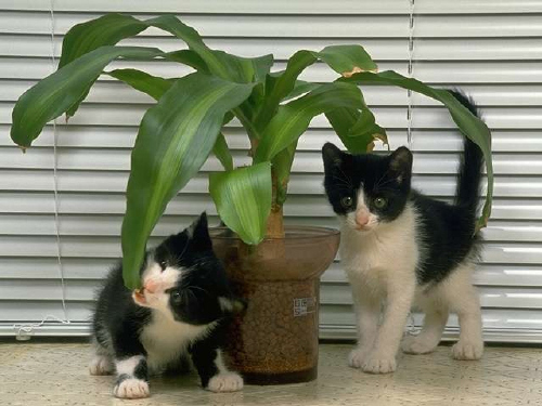 Kittens! - Two adorable kitty's surrounded by a plant.. I think one of the kitty's is so very hungry that she's all ready to munch on the plant she is sitting close by.. The other one seems like she is in a sudden daze.. Both just look all to adorable doing there own little things! . .