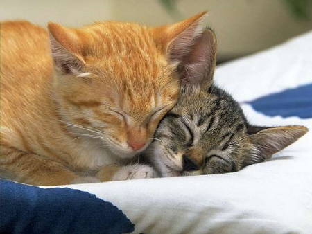 Kittens! - Two kittys with there heads together all cuddlying closely as they are off to kitty dream world. It seems like they both are so content laying there beside each other that.. It almost looks like they are smiling while doing so. I love cute kittys such as this.. Can't resist those two cute sleeping faces! . .