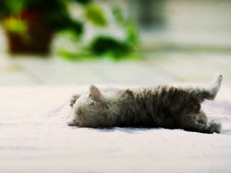 Kittens! - Kitty all laying on her side with her back side facing the camera. I love how she's so fast asleep that she looks all funny laying there in this position.. I love how her back legs are all up in the air. It's all to adorable being able to witness this cutie laying like this! . .