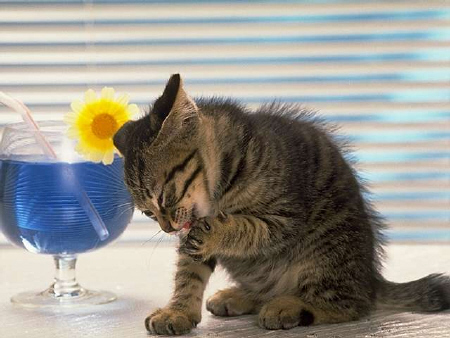 Kittens! - Kitty taking the time out to clean herself. I love how she's sitting closely by a drink.. It's almost like she took a few sips of the drink & is now cleaning herself. I love the expression on her face as it's like she is scrunching her face all together while doing so. Can't get any cuter than this adorable kitty! . .