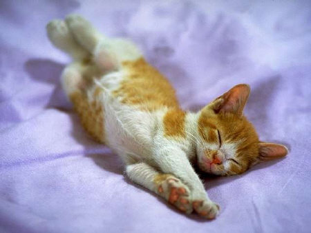 Kittens! - Sleeping kitty all spread out on a soft purple blanket.. I love how she's all stretched out in a certain angle while she is sleeping. Those cute little ears all perked up in the air are just to adorable to look at while she is fast asleep! . .