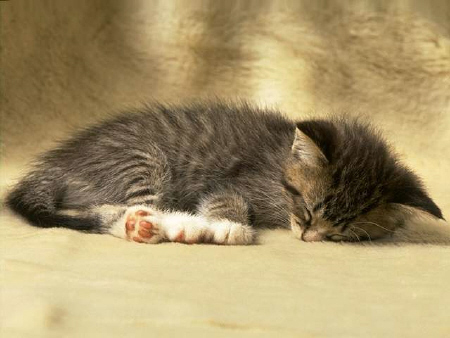 Kittens! - Kitty all fast asleep with her nose touching the ground. It almost like she has fallen asleep face first.. Or she is smelling the ground as she is sleeping. How cute is being able to see this cute kitty all laying there with her nose right against the carpet.. Cute as can be if you ask me! . .