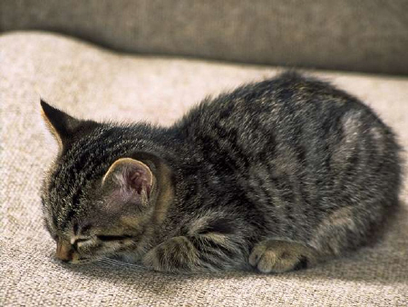 Kittens! - Another kitty who this time around seems to have fallen asleep on the couch with her nose pressed up against it. I think this kitty enjoys sleeping with her nose against the ground as well. What an adorable kitty looking not only cute but silly in the position she has decided to sleep in! . .