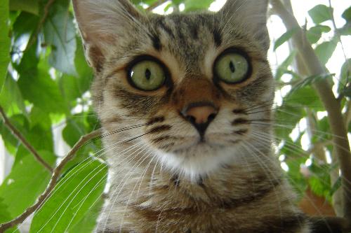Mypet_Katy - Super uber Cute. :)