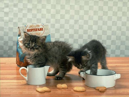 Kittens! - Two adorable kittens all playing around with there bowls! Seems like they are trying to say to there owner.. 'Feed me.. I am hungry..' I love how they are tapping there bowls.. How cute how one of them decides to look up while doing so.. Two adorable fluffy kittys if you ask me who are rather hungry! . .