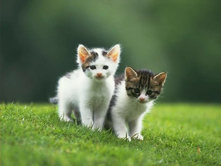 Kittens! - Two adorable kitty's all standing side by side on top of a grassy hill. I think these two cute kittys have seen something that has caught there interest.. They look so fluffy yet soft at the same time.. Makes a person want to cuddle right next to them! Cute kittys indeed! . .
