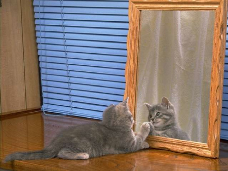 Kittens! - Adorable grey kitten sitting in front of a mirror all amazed at seeing her reflecting in the mirror. She must think that she has a friend playing with her on the other side. When in reality it is just her. I love curious kittys who seem to always find ways to entertain themselves! . .