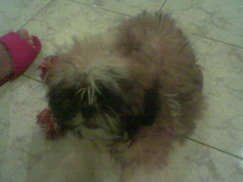 pollany1 - playing puppy w new toy