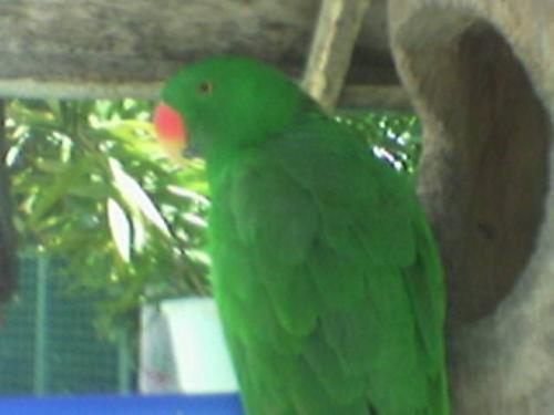green parrot - taken from davao