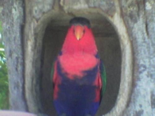 red parrot - davao park