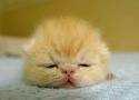 cutie - Cute cat ..sleeping in peace