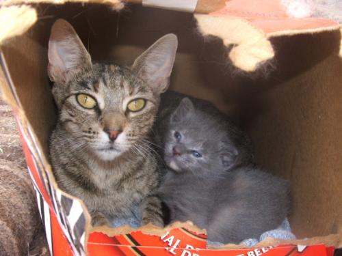 Little One & Lilo the kitten - This is an older photo but this is my cat Little One & her kitten, Lilo!
