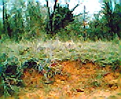 Oklahoma red dirt - This is not the redest the dirt gets here but this is mixed with sand so it is a tad bit lighter than the red dirt by itself.