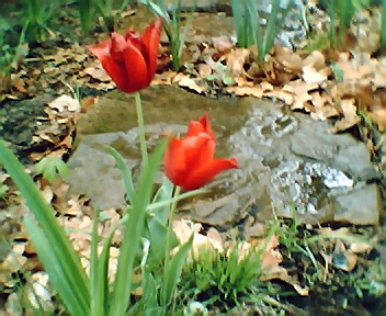tulip - first flower to bloom this spring