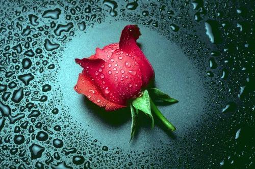 rosy - This is my favorite pic, more of it i like the droplets of water arond the rose which gives it a more fresh look