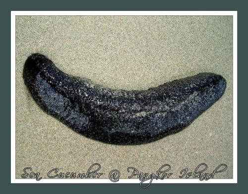 Sea Cucumber at Pangkor Island - This is one of the pics that i have snapped during my recent trips to Pangkor Island, Malaysia recently. Sea cucumber is considered in Far East country such as Malaysia, China, Japan and Indonesia. To go to Pangkor Island, first you have to go to Malaysia via Kuala Lumpur, then head north to Perak. Various transportation services are availabe to go to Pangkor Island.