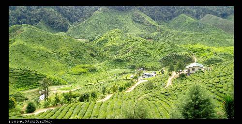 Tea Plantation Area in Cameron Highland, Malaysia - Cameron Highland situated in Pahang, Malaysia. It is tucked away serenely amidst the clouds metres above sea level. The cool, fresh air on the hoghland offers an attractive retreat for city dwellers who want to retreat temporarily from the noise and pollution of the city. The cool, frost free climate is also ideal and exelent condition for the cultivation of tea.