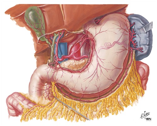 gastric physilogical view - here in this diagram u can see blood circulation to stomach.