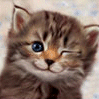 kitten - a cute winking kitten