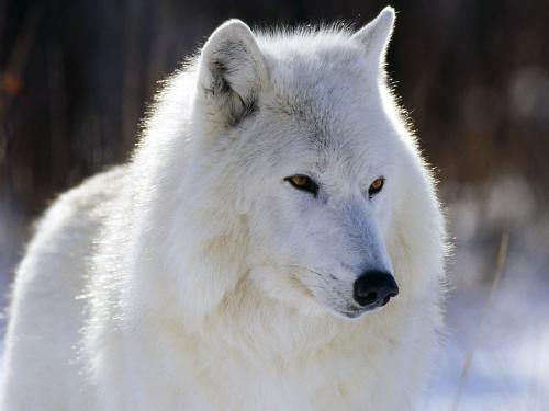 wolf - A beautiful white artic wolf.