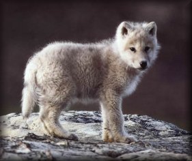 a baby wolf - A young baby wolf.