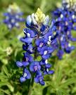 bluebonnet - bluebonnets are the Texas flower and my favorite!!