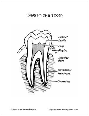 My tooth - Teeth are precious My tooth - Teeth are precious