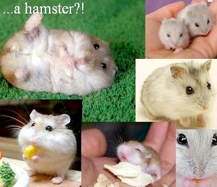 Hammie - Pictures of a hamster.