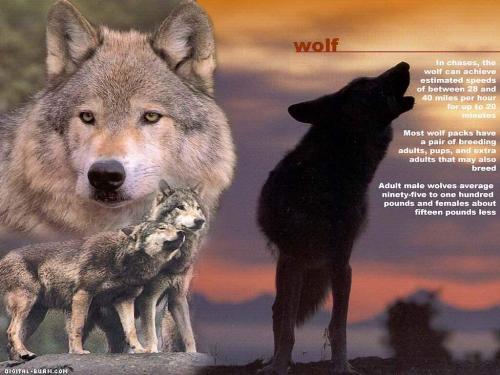 wolf - wolves