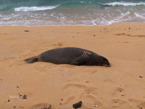 the seal eastren shore - dangerous monk seal,these seals kill more swimmers than all sharks. they can come out of the water to get you.