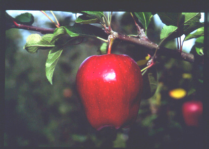 apple - red delicious apple