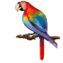 Macaw - This is a cartoon picture of a macaw.