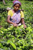 tea - indian tea plantation