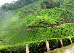 tea - tea plantation