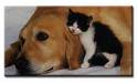 Cat & Dog - animals