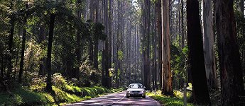 Black Spur - Black Spur in the Yarra Valley Rangers scenic Drive. Victoria, Australia