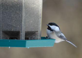 Black Capped Chickadee - This black capped chickadee is quite common at my feeders. You can get them to eat out of your hand if you are very patient.