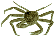 Opilio Crab, The Crab Most Often On 'Deadliest Cat - Sometimes alled Snow Crab or Dungenous Crab, this is actually the Opilio Crab, the one most often shown during the winter months on Deadliest Catch.
