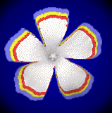 Twirling Flower - Cool animation