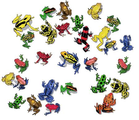 Dart Frogs - Cool Poison Dart Frogs