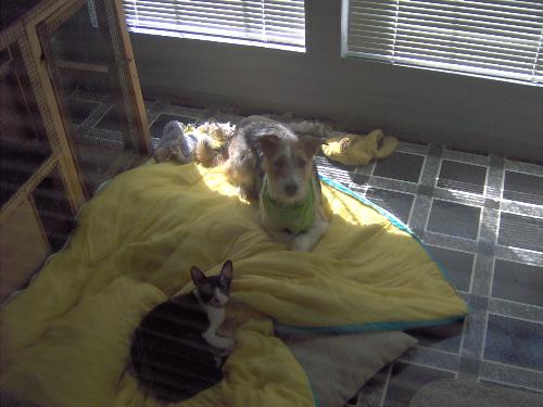 Dog and Cat Pose for You - attention hogs! The cat is a Cornish Rex, the dog a cross between a border collie and a wire-haired terrorist :-)