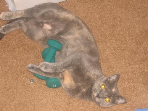 Exercise Kitty - My kitty thinks she is getting in shape. Exercise Kitty - My kitty thinks she is getting in shape.