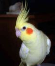Cockatiel - This isn't a picture of my bird, but it's close!