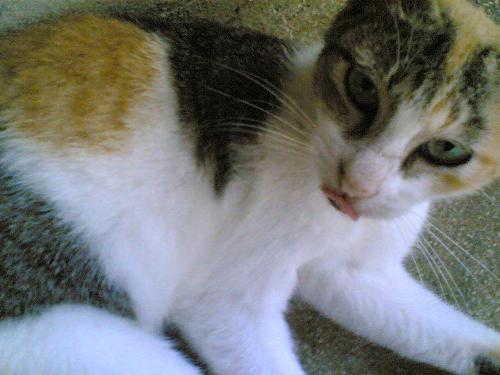 Saiha - My cat, apx 3 years old